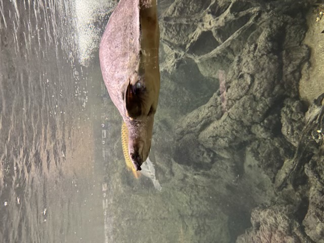 Aquarium de la Porte Dorée